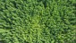 dji_fly_20250725_090946_532_1753428196645_photo_optimized